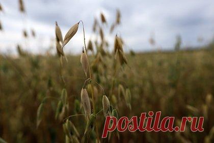 Вывоз одной российской агрокультуры приблизился к рекордным значениям