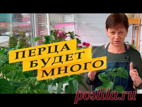 Перца будет много, если сделаете так