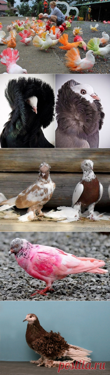 (27) Одноклассники