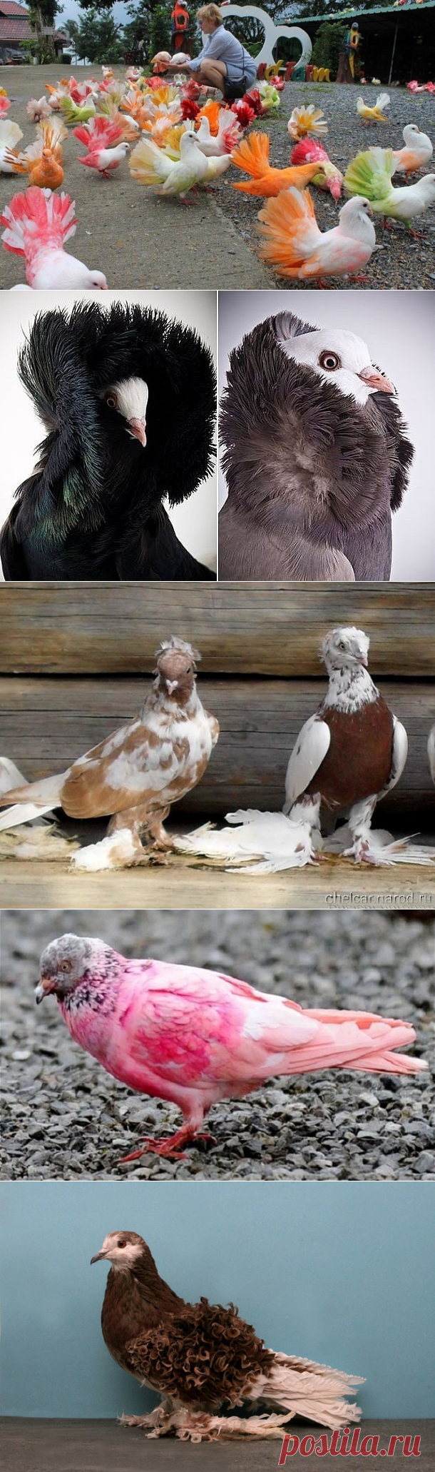 (27) Одноклассники