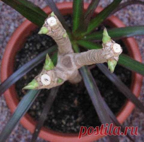 Как обрезать драцену для ветвления