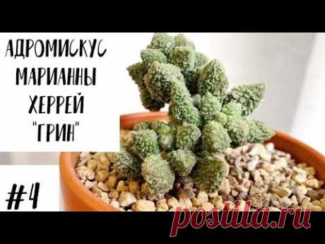 Адромискус марианны херрей грин (Adromischus marianiae herrei green)