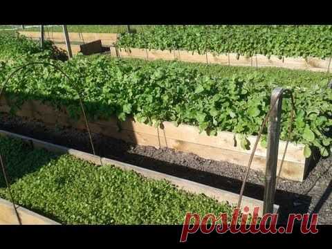 Сидераты: фацелия, люпин, горчица...посадка, выращивание