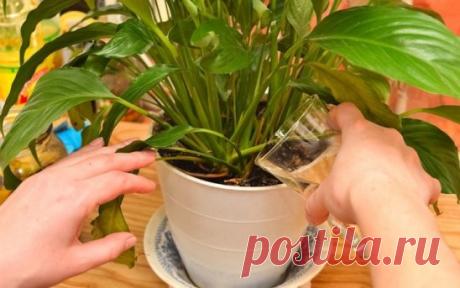 Одноклассники ПРОСТОЕ СРЕДСТВО, КОТОРОЕ СОТВОРИТ ЧУДО ДАЖЕ С САМЫМИ ХИЛЫМИ РАСТЕНИЯМИ