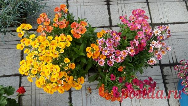 веселая немезия :)