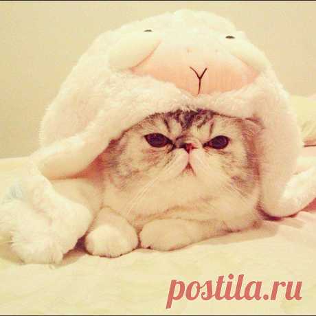 Source: Instagram user mayrilyn | POPSUGAR Pets