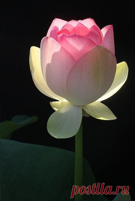 Lotus Flower,  
Flickr - Photo Sharing! из Flickr - Photo Sharing!   |   Pinterest • Всемирный каталог идей