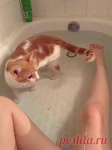 Котизм