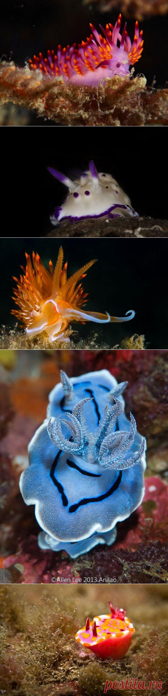 Потрясающая красота морских моллюсков - Всё самое красивое и интересное