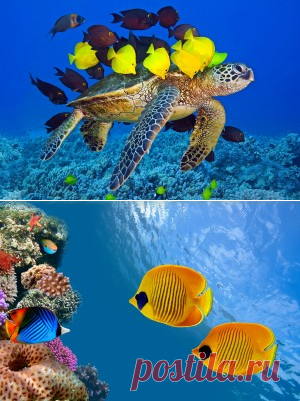 Animals Wallpapers - Page 2 of 32 -
