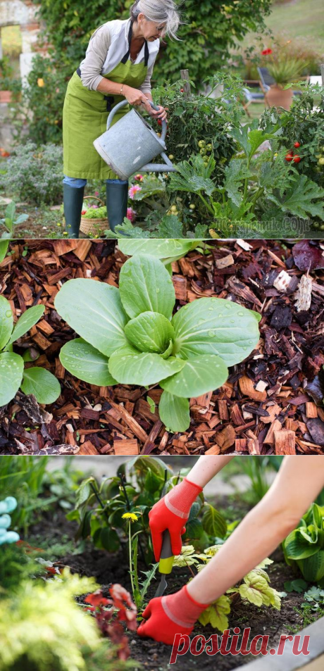 10 приемов, которые позволят поливать сад и огород намного реже