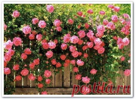 Как вырастить красивые розы без лишних затрат (видео урок)