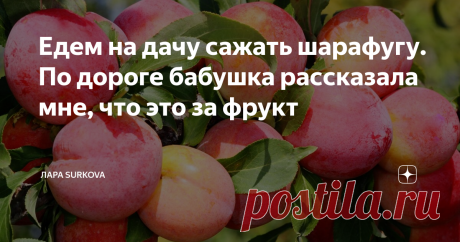 Едем на дачу сажать шарафугу. По дороге бабушка рассказала мне, что это за фрукт Всем привет! Наша бабушка заядлая дачница, на даче она проводит почти всё лето и до глубокой осени не прекращает поездки на своё любимое творение. Много лет назад там стоял покосившийся сарайчик и была проведена вода для полива. Сейчас там двухэтажный домик, баня, теплица, кирпичный мангал, лужайка с качелями и много-много насаждений, посаженных бабушкой.
Недавно у соседки увидела бабушка