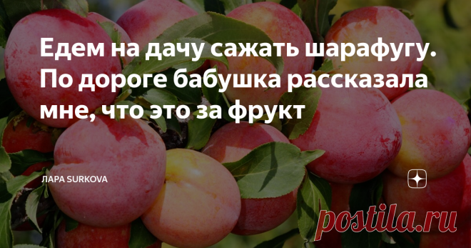 Едем на дачу сажать шарафугу. По дороге бабушка рассказала мне, что это за фрукт Всем привет! Наша бабушка заядлая дачница, на даче она проводит почти всё лето и до глубокой осени не прекращает поездки на своё любимое творение. Много лет назад там стоял покосившийся сарайчик и была проведена вода для полива. Сейчас там двухэтажный домик, баня, теплица, кирпичный мангал, лужайка с качелями и много-много насаждений, посаженных бабушкой.
Недавно у соседки увидела бабушка
