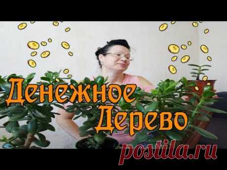 Как правильно сформировать денежное дерево / Формирую крону