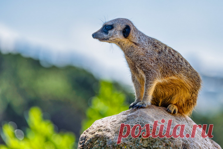 On Guard ..... this Meerkat is at his post, watching over his mates at the Wellington Zoo ( from National Geographic:  While the rest of the mob forages for food, one of the Meerkats (or sometimes more), called a sentry, will find a high point, like a termite mound, and perch on its back legs. From here it scans the sky and desert for predators such as eagles, hawks and jackals. A sentry who senses danger will let out a high-pitched squeal, sending the mob scrambling for cover.)
