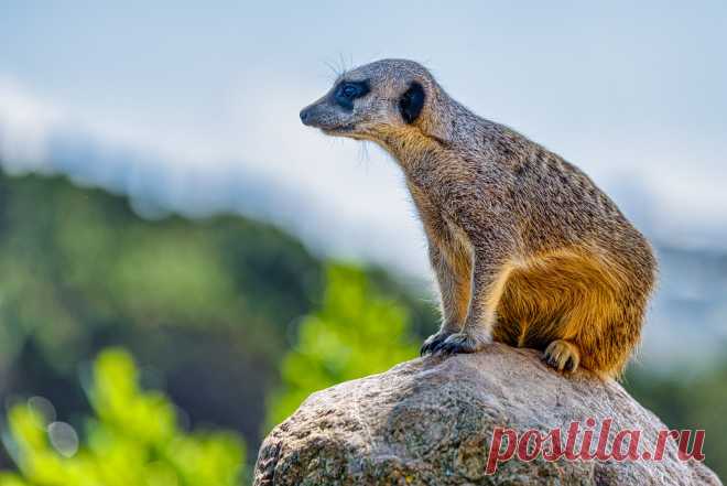 On Guard ..... this Meerkat is at his post, watching over his mates at the Wellington Zoo ( from National Geographic:  While the rest of the mob forages for food, one of the Meerkats (or sometimes more), called a sentry, will find a high point, like a termite mound, and perch on its back legs. From here it scans the sky and desert for predators such as eagles, hawks and jackals. A sentry who senses danger will let out a high-pitched squeal, sending the mob scrambling for cover.)