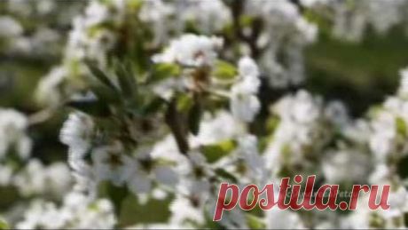 Wonders Of Spring - ERNESTO CORTAZAR