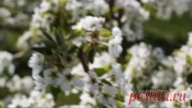 Wonders Of Spring - ERNESTO CORTAZAR