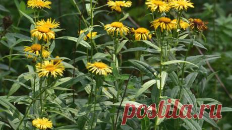 Девясил польза и вред