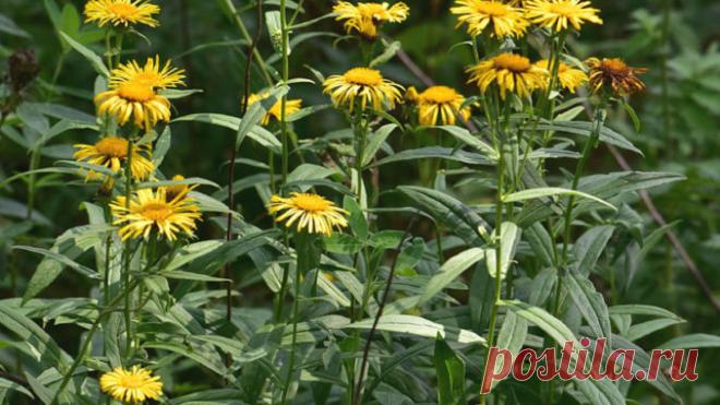 Девясил польза и вред