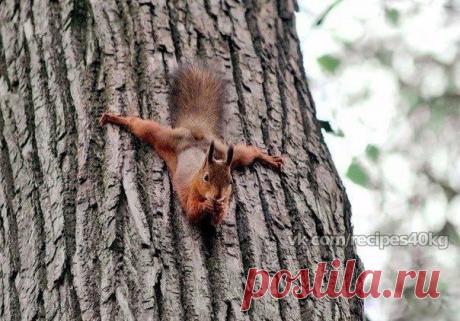 Гимнастка 😂 / Всё за еду!
