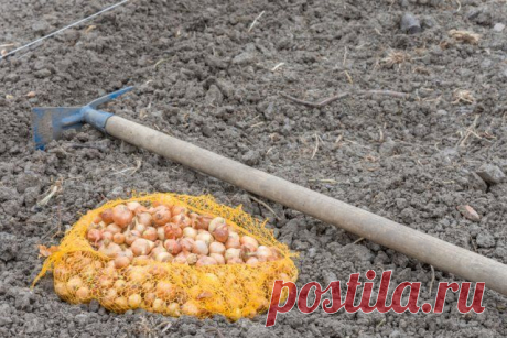 Посадка лука под зиму – оптимальные сроки и подходящие сорта