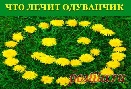 (48) Что лечит одуванчик - свойства и рецепты - ЖЕНСКИЙ  МИР - 30 марта - 43708086334 - Медиаплатформа МирТесен Совсем скоро на полях и лугах, на косогорах и во дворах мы увидим яркие маленькие солнышки - одуванчики. По сути, одуванчик — это обычный сорняк. И далеко не все догадываются о необыкновенных полезных свойствах этого растения. Туристы сверяют по ним часы: в шесть утра ярко-желтые корзинки - 30 марта - 43708086334 - Медиаплатформа МирТесен