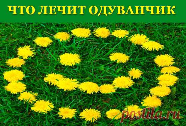 (48) Что лечит одуванчик - свойства и рецепты - ЖЕНСКИЙ  МИР - 30 марта - 43708086334 - Медиаплатформа МирТесен Совсем скоро на полях и лугах, на косогорах и во дворах мы увидим яркие маленькие солнышки - одуванчики. По сути, одуванчик — это обычный сорняк. И далеко не все догадываются о необыкновенных полезных свойствах этого растения. Туристы сверяют по ним часы: в шесть утра ярко-желтые корзинки - 30 марта - 43708086334 - Медиаплатформа МирТесен