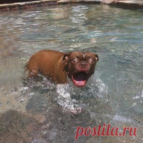 Животные в шоке