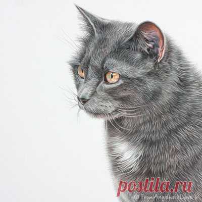 Кошачьи портреты карандашом