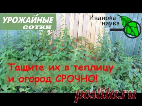 СРОЧНО ТАЩИТЕ ЭТИ СОРНЯКИ В ТЕПЛИЦУ И ОГОРОД! БЕСПЛАТНЫЕ уничтожители фитофторы и других болезней.