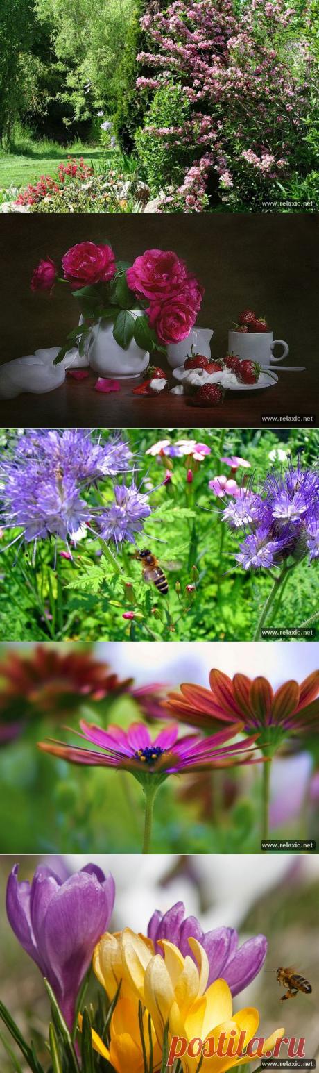цветы фото