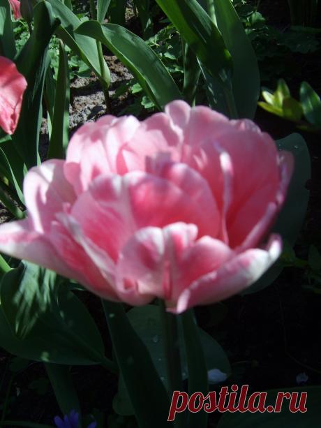 ТЮЛЬПАНЫ В ПАРКЕ КЮКЕНХОФ (KEUKENHOF)  В  ГОЛЛАНДИИ.
