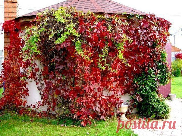 Зимостойкие лианы, вьющиеся растения для сада