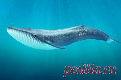 Удивительные факты о синих китах Сердце синего кита весит около 180 килограммов и размером с небольшую тележку для гольфа.