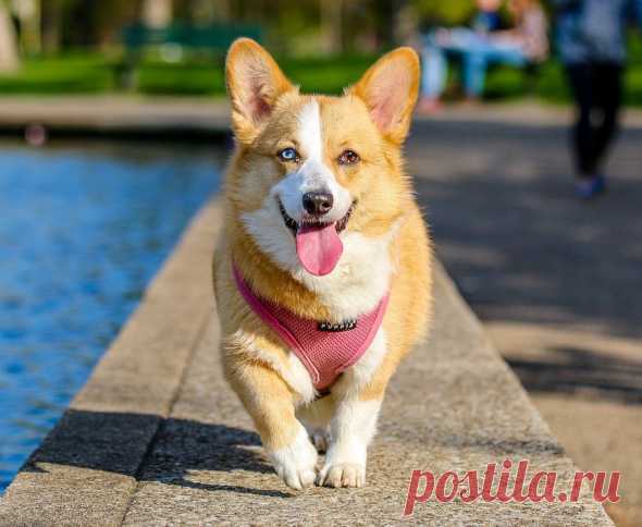 Пять маленьких пород собак для квартирного содержания | PetTips