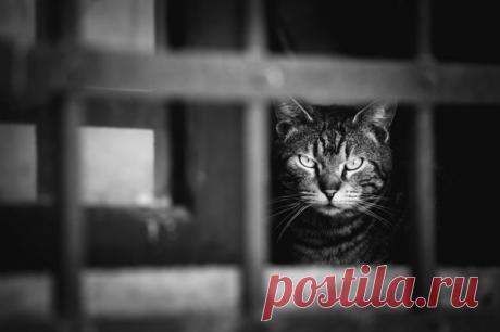 77 изумительных фотографий котов / Питомцы