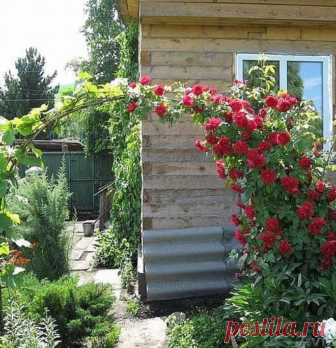 ПЛЕТИСТАЯ РОЗА ПРАВИЛЬНЫЙ УХОД
Сохраните, чтобы не потерять!

Вы покупали розы, правильно высаживали их, обрезали, ставили для них опору, но роза цвела только на верхушке куста.  Никакой восхитительной стены из роз не было? Что вы сделали не так? в чем секрет правильного ухода за плетистой розой? Ничего страшного не произошло: вы просто неправильно сформировали и закрепили розу на шпалере.


У плетистой розы есть один маленький секрет — чем больше ее стеблей находятся в го...