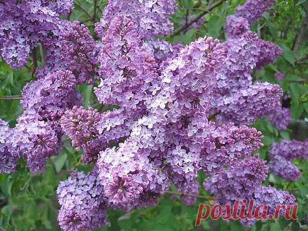 Я  радуюсь  солнцу,  лучам - первопуткам,
В  ребячьи  одежды   рядится  душа.
Коплю  благодать  про  запас,  по  минуткам...
Смакуя  восторги  души  не  спеша.

Купается  дух  мой  в  душистой  сирени,
В  безбрежности  алой  сгораю  дотла...
Зима  опустила  меня  на  колени.
Весна - до  высот  подняла.