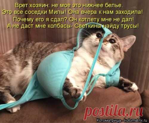 Отличная котоматрица для поднятия настроения