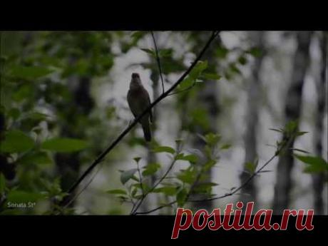 Жанна Бичевская - Пел соловей