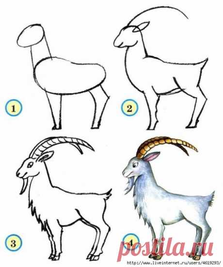 Учимся рисовать животных