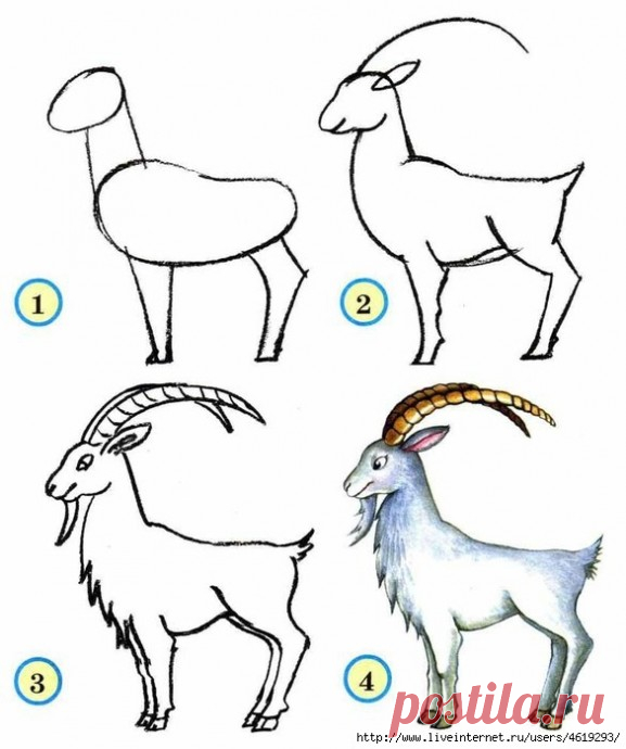 Учимся рисовать животных