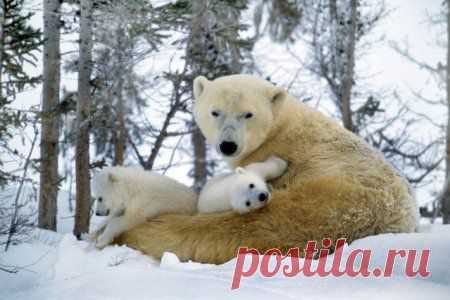 Дикие детёныши (12 фото) » Зооблог.ру - Забавные Животные