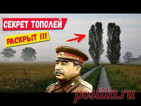 Зачем в СССР везде сажали тополя? Секрет раскрыт!