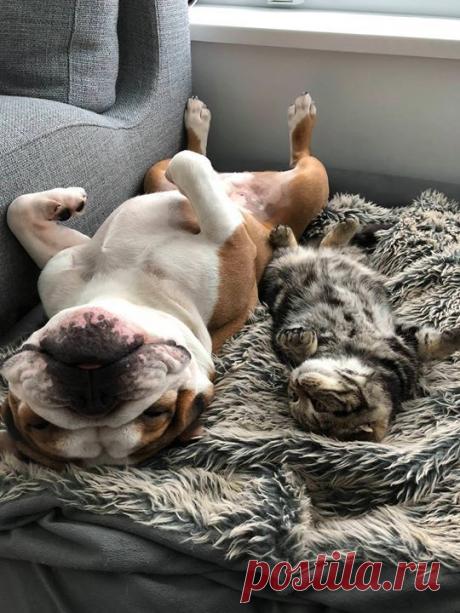 My dog is teaching my new kitten how to weekend...