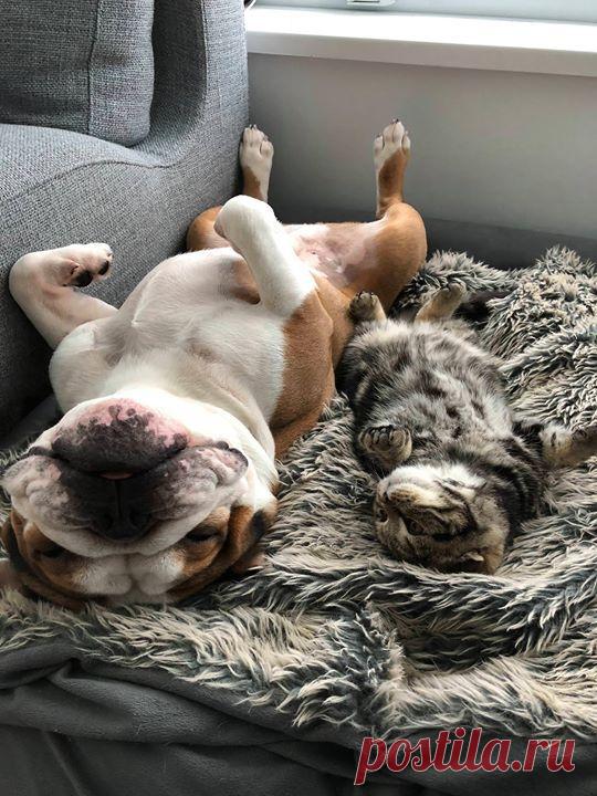 My dog is teaching my new kitten how to weekend...
