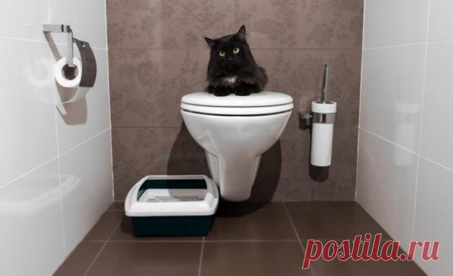 Кот на унитазе   У моего друга живёт кот, которого вся семья старательно балует…