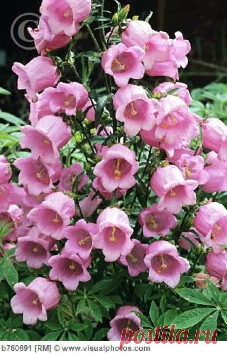 canterbury bells